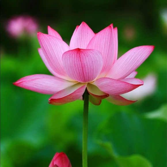 Meet your Posher, Joy - Picture 1 of 1